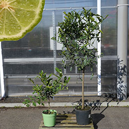 citrus hystrix